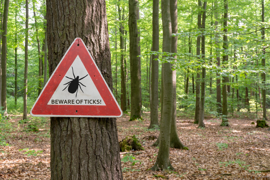 What to Do If You Find a Tick on Your Child: Tips from a Pediatrician in Highland, Indiana