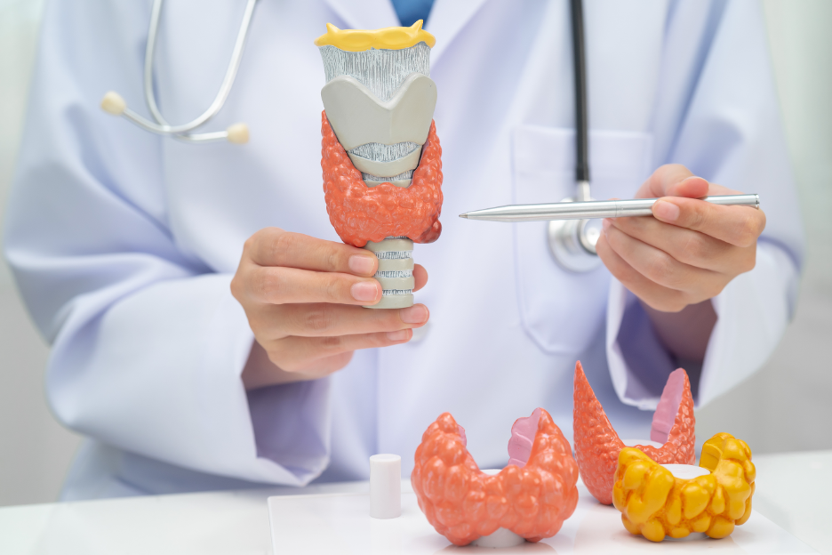 What Does an Endocrinologist Treat? Insights from an Endocrinology Specialist in East Chicago, Indiana